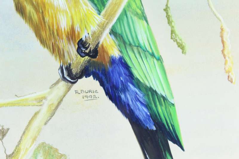 R Buric - Colorful bird with yellow & green feathers