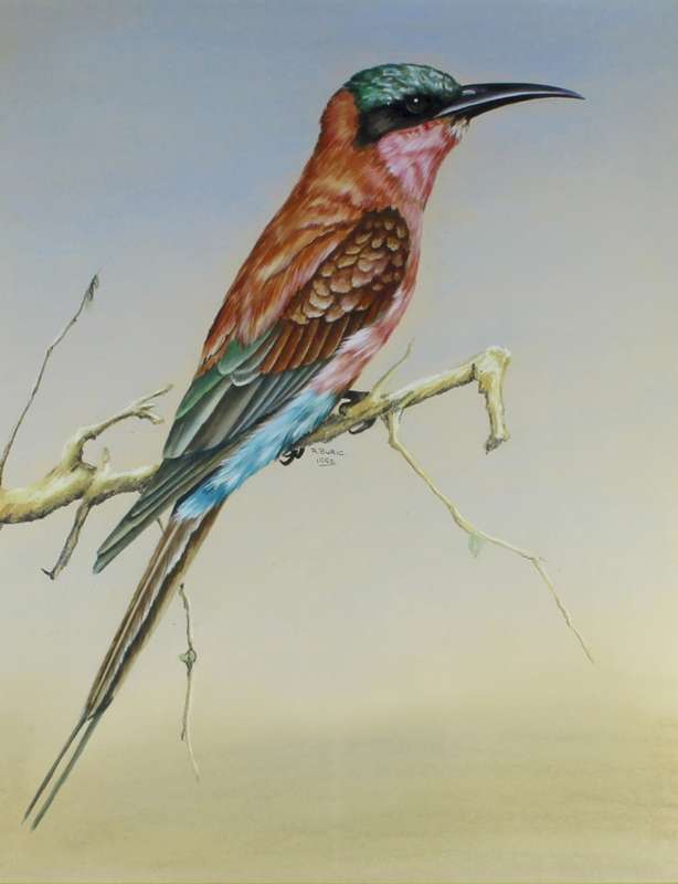 R Buric - Bird with multi color feathers