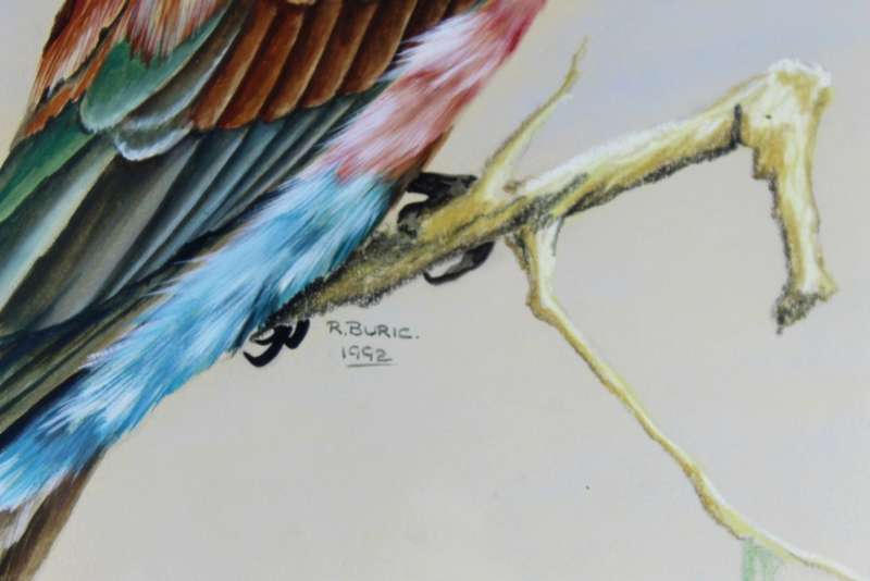 R Buric - Bird with multi color feathers