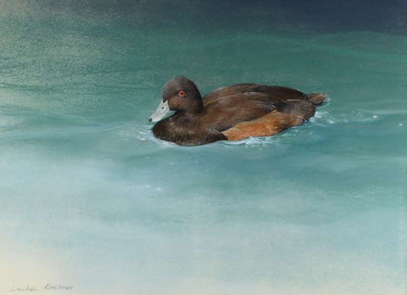 Linchen Kirchener - Southern Pochard