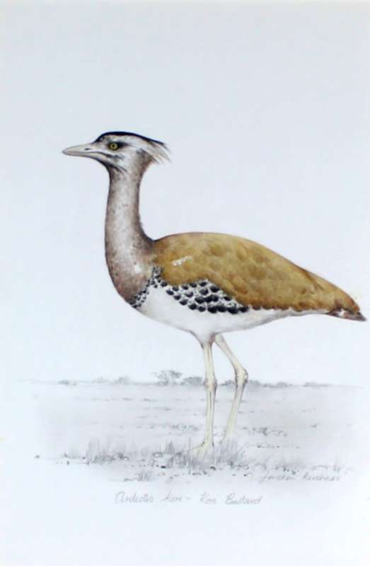 Linchen Kirchener - Kori Bustard