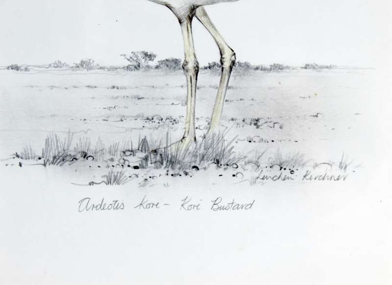 Linchen Kirchener - Kori Bustard