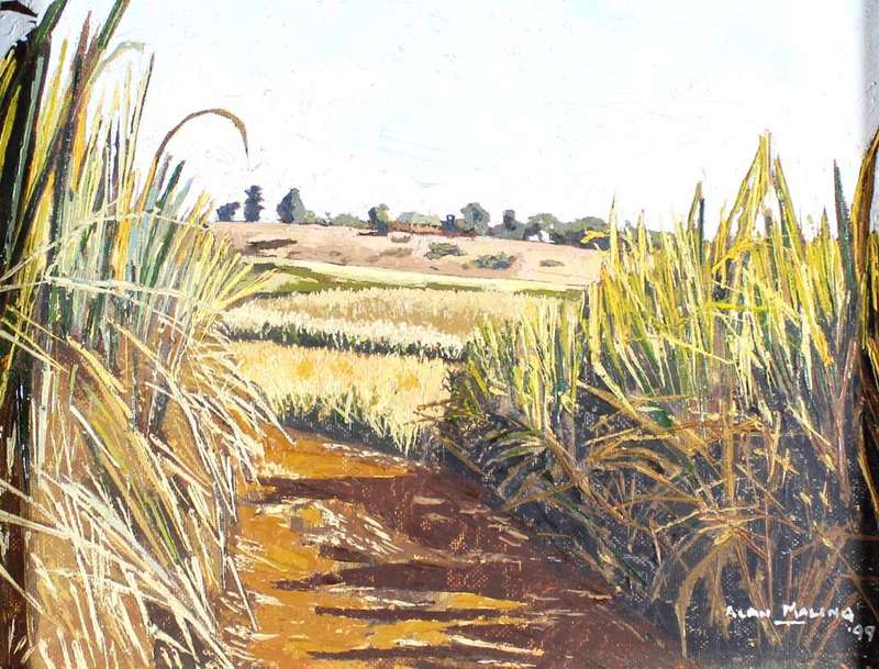 Alan Maling - Cane fields