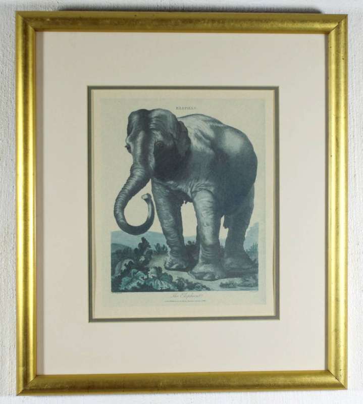 J Wilkes - Vintage reproduction print - Elephant
