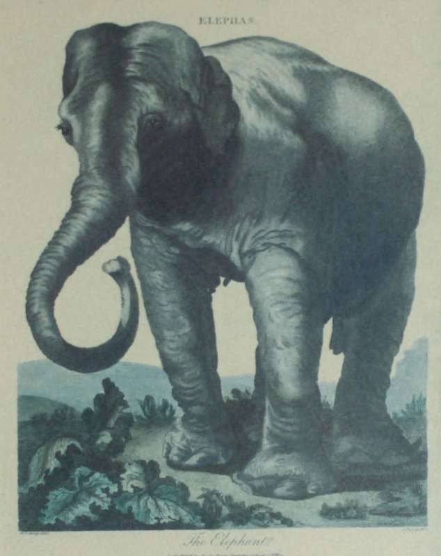 J Wilkes - Vintage reproduction print - Elephant
