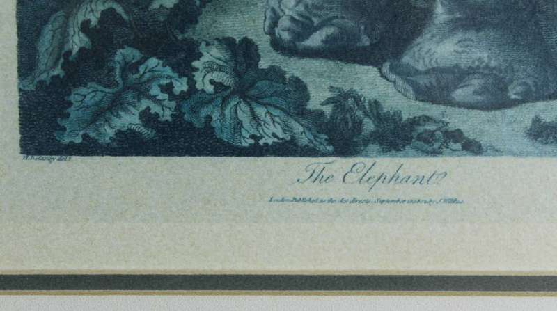 J Wilkes - Vintage reproduction print - Elephant