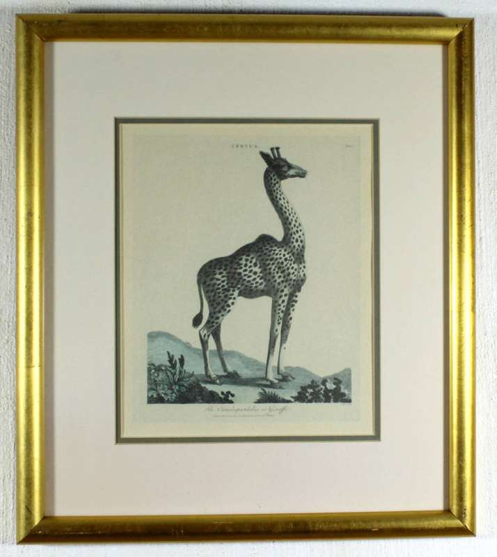 J Wilkes - Vintage reproduction print - Giraffe