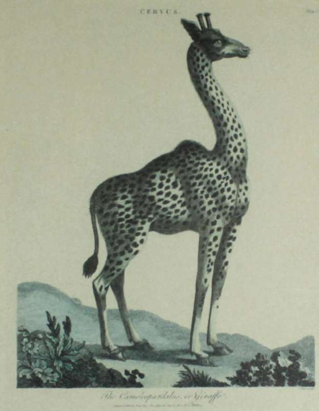 J Wilkes - Vintage reproduction print - Giraffe