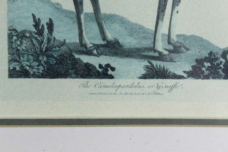 J Wilkes - Vintage reproduction print - Giraffe