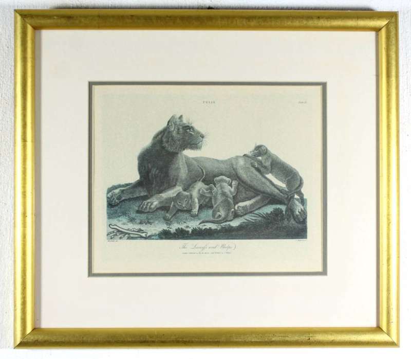 J Wilkes - Vintage reproduction print - Lioness with welps