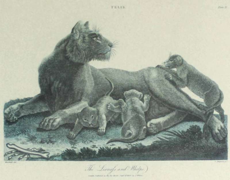 J Wilkes - Vintage reproduction print - Lioness with welps