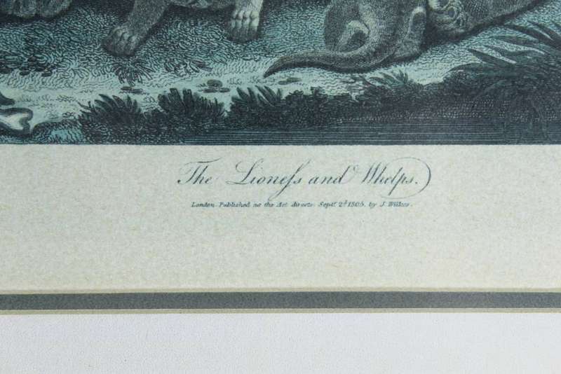 J Wilkes - Vintage reproduction print - Lioness with welps