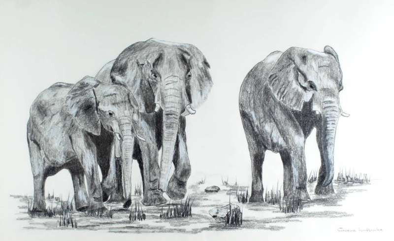 Graeme Hadbrooke - Elephants