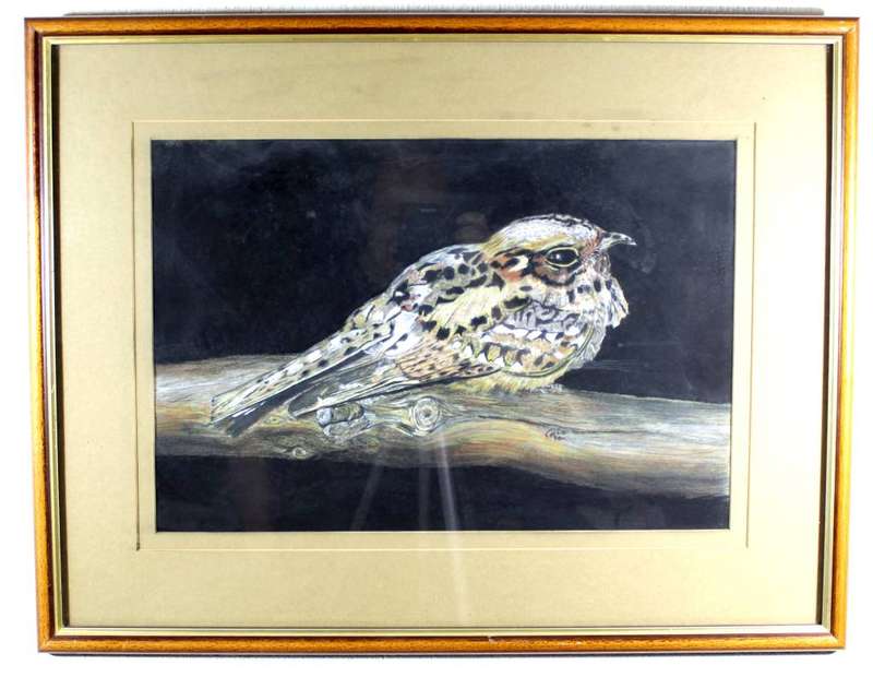 Cois - Bird study
