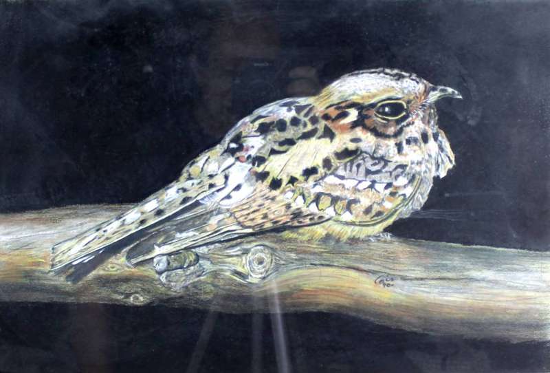 Cois - Bird study