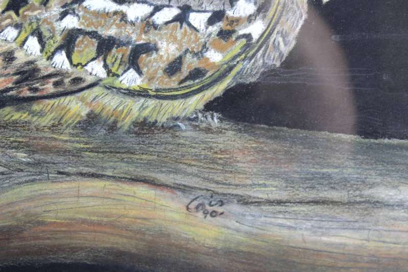 Cois - Bird study