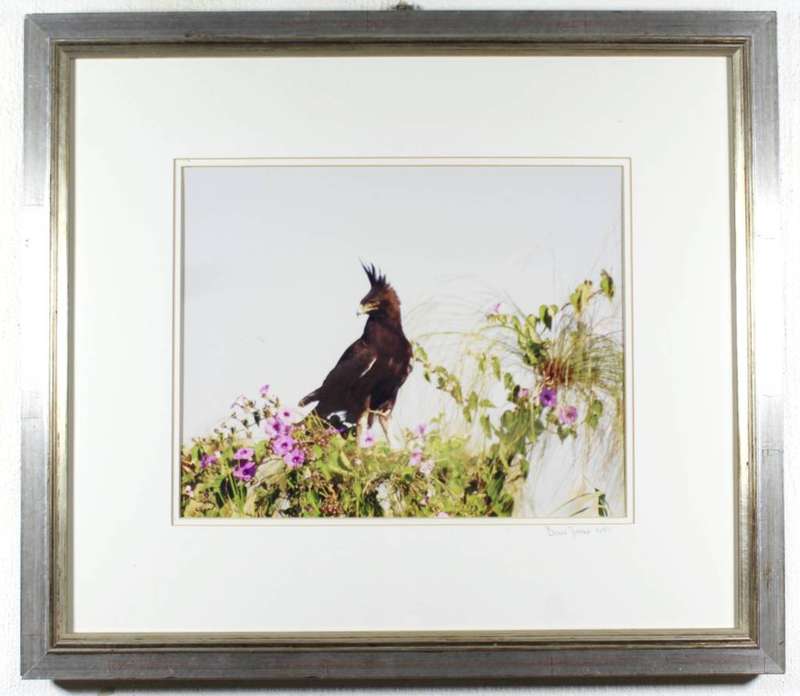 Bruce Deane - Long crested eagle