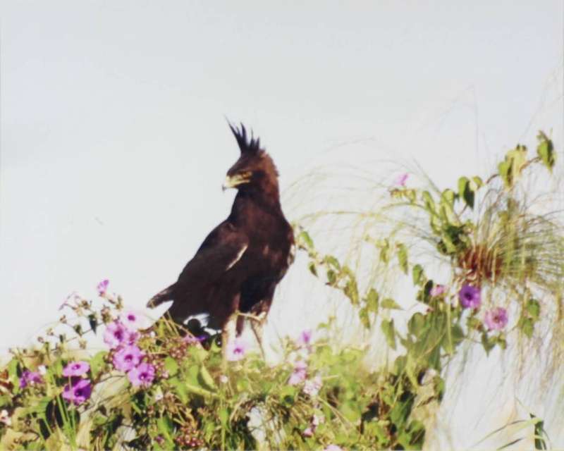 Bruce Deane - Long crested eagle
