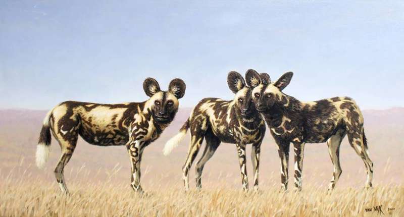 Chris van Wijk - Wild dogs