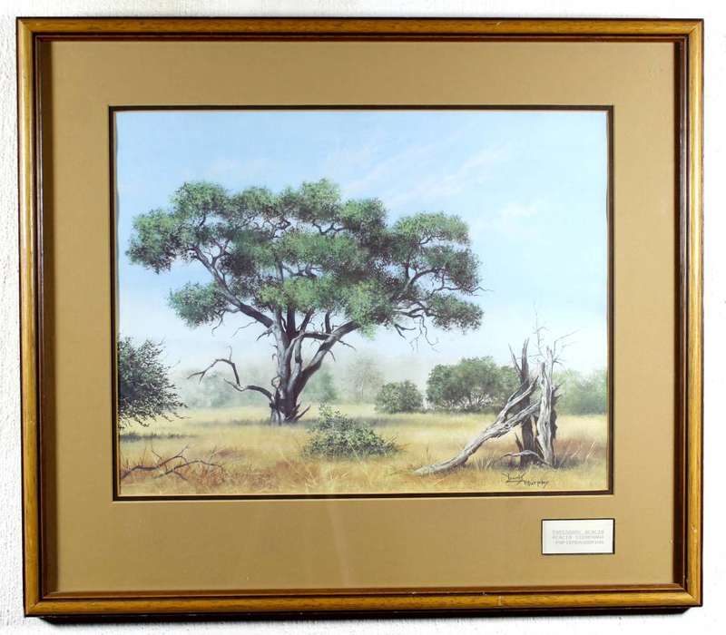 Denis Murphy - Paperbark Acacia