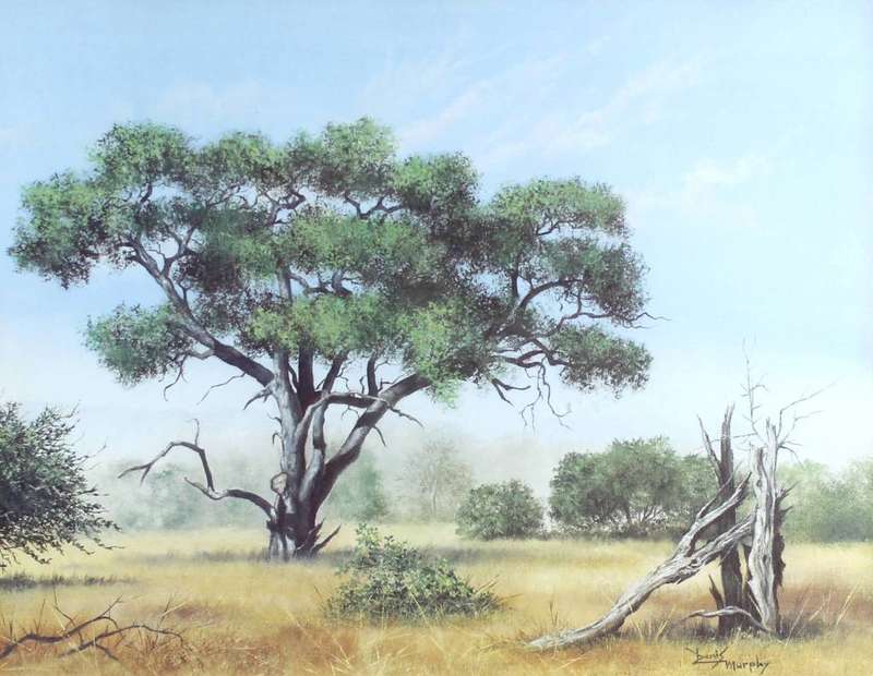 Denis Murphy - Paperbark Acacia