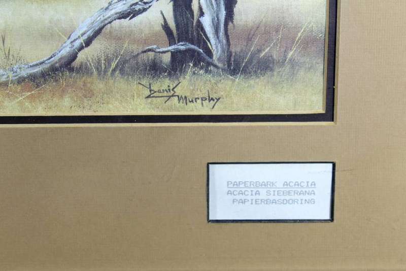 Denis Murphy - Paperbark Acacia