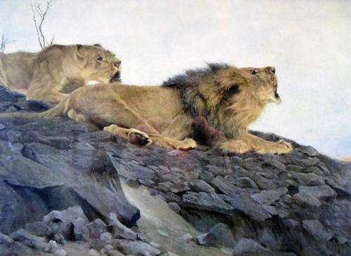 Vintage print - Lions - Very old frame