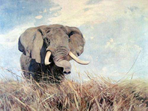 Vintage print - Elephant - Very old frame