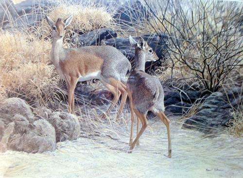 Robert Bateman - Deer's in a landscape - Magnificent limited edition print! Bid now!