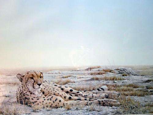 Robert Bateman - Leopard in a landscape - Magnificent limited edition print! Bid now!