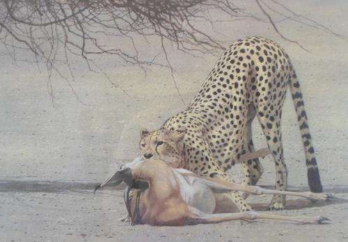 Kim Donaldson - Limited edition wild life print!!  Magnificent!!