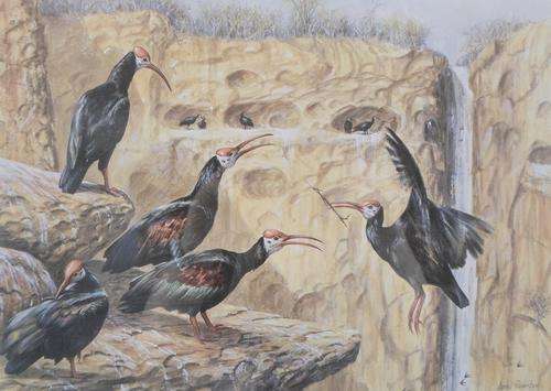 Ingrid Weiersbye - Limited edition wild life print