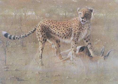 Alan Ainslei - Limited edition wild life print