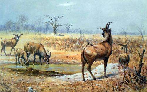 Ingrid Weyersbye - Wildlife print - Limited edition - A magnificent piece, bid now!!