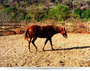 Midweek breakaway at Sudwala lodge 10-14 August 6 sleeper