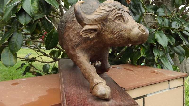 Very large from the 80's ironwood carved buffalo of rosewood base