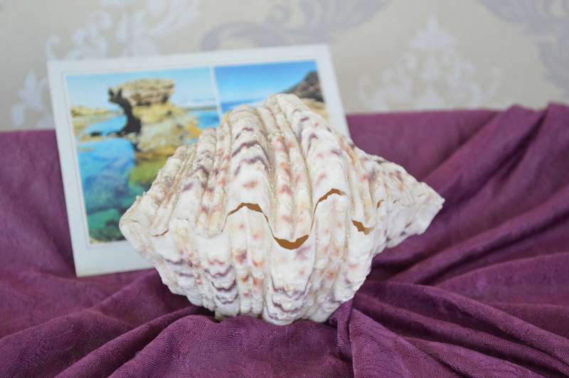 1x complete bear paw clam Tridscna Big natural conch 18.5cm