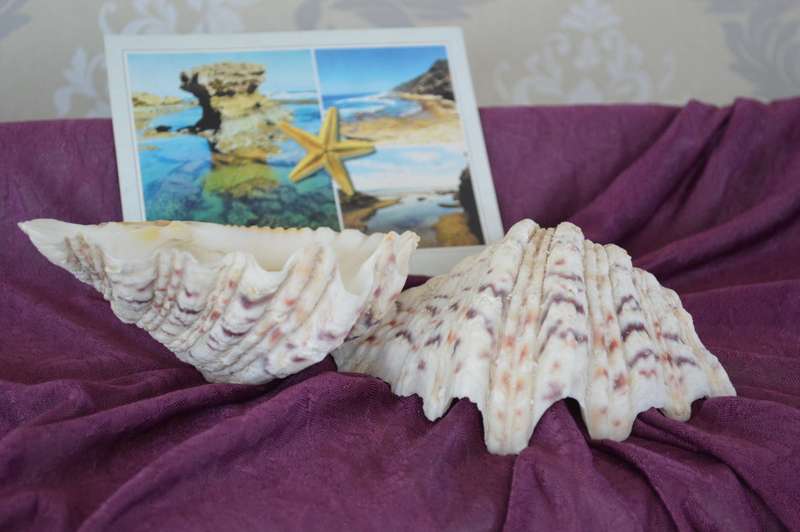 1x complete bear paw clam Tridscna Big natural conch 18.5cm