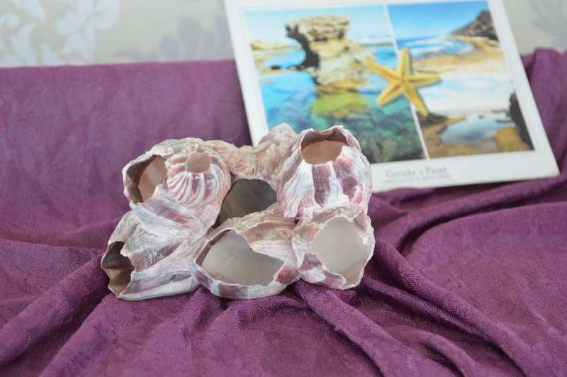 natural reef pink barnacle large coral