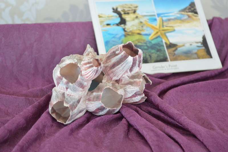 natural reef pink barnacle large coral