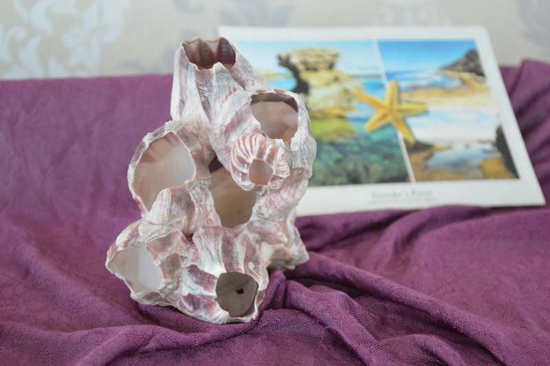 natural reef pink barnacle large coral