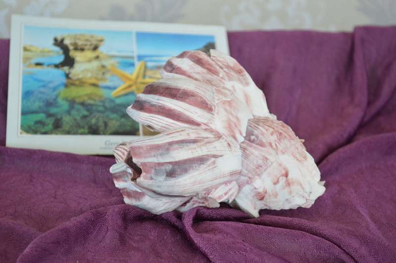 natural reef pink barnacle large coral