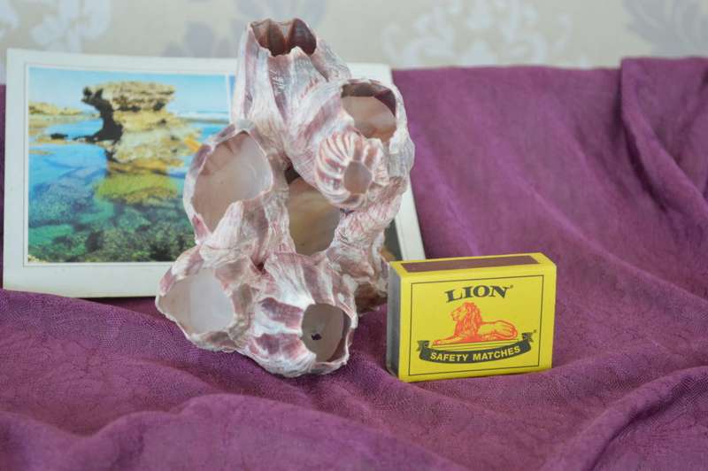 natural reef pink barnacle large coral