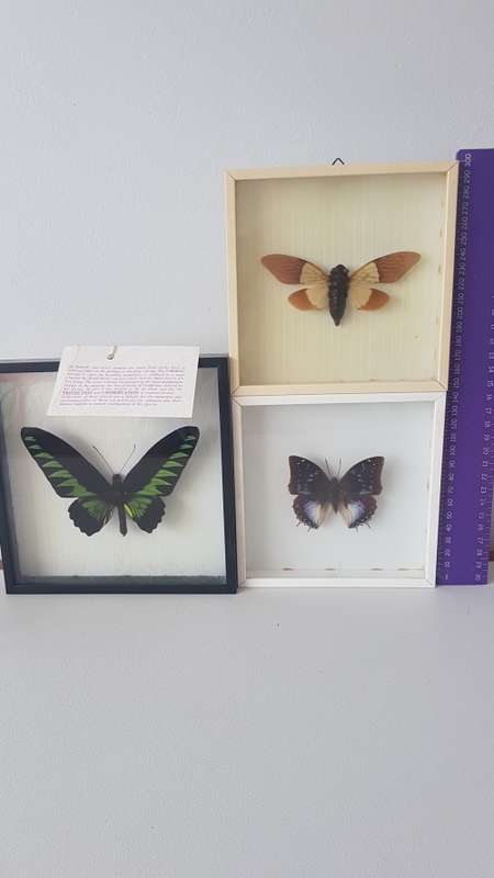 Beautiful specimens butterflies  For Megan