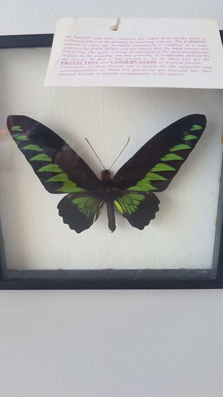 Beautiful specimens butterflies  For Megan