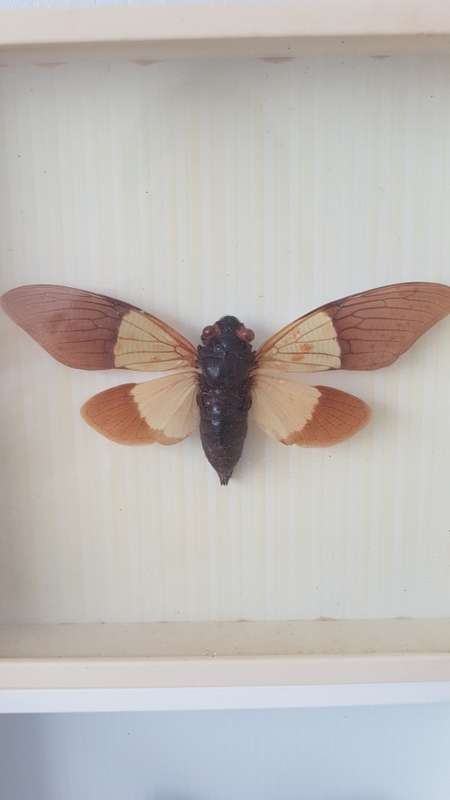 Beautiful specimens butterflies  For Megan