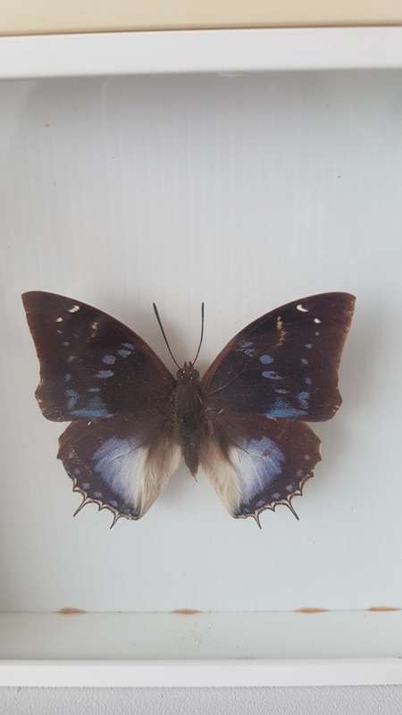 Beautiful specimens butterflies  For Megan
