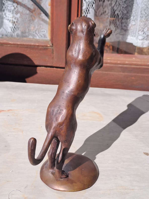 Bronze Panther male