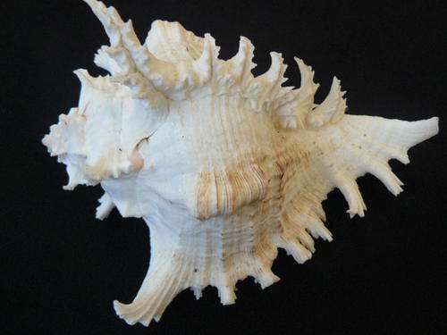 BEAUTIFULL BIG PERFECT SEA SHELL VERY DETAILED AND CLEAN