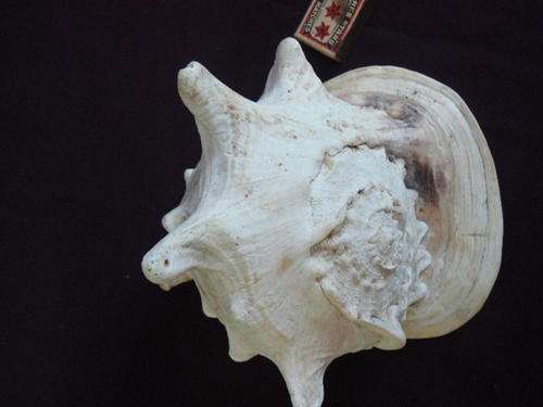 HUGE NATURAL SEA SHELL